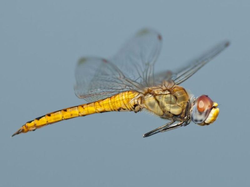 Some Dragonflies Beat The Comparison—With A Major Qualification