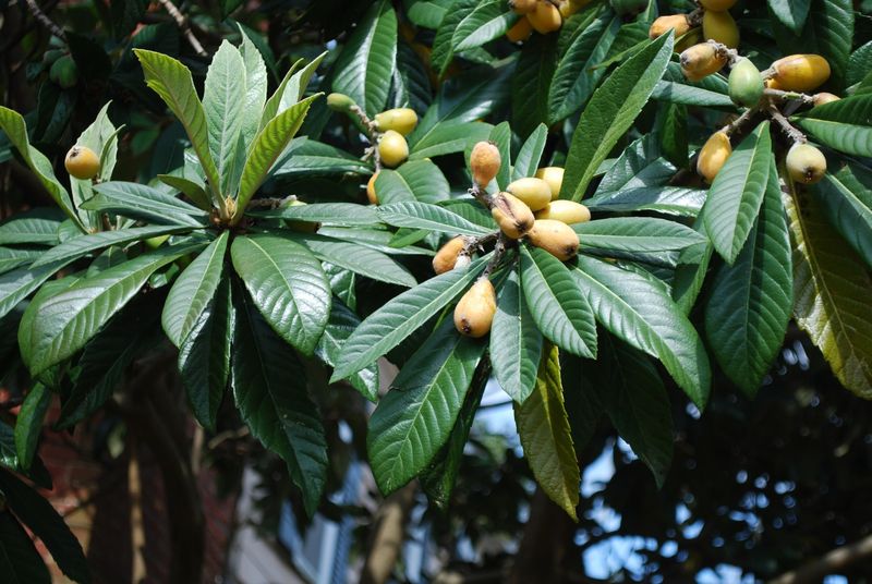The Loquat Is Florida’s Overlooked Fruit Tree