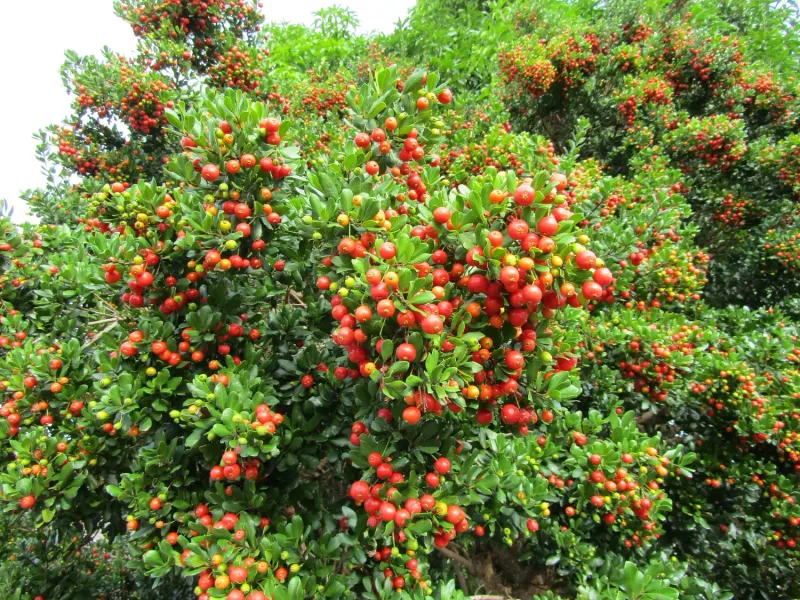 A Florida Native Steals The Show: Simpson's Stopper
