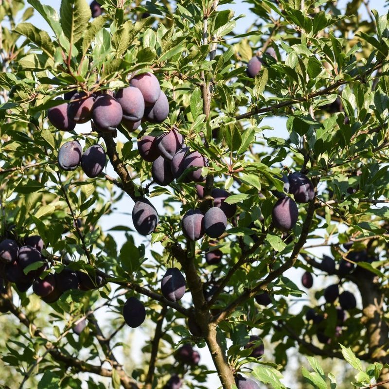Mexican Plum Brings Early Spring Blooms And Sweet Summer Fruit