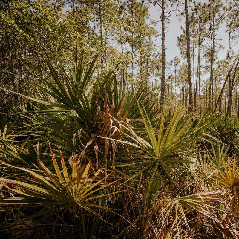 The Palm That Feeds The Panhandle
