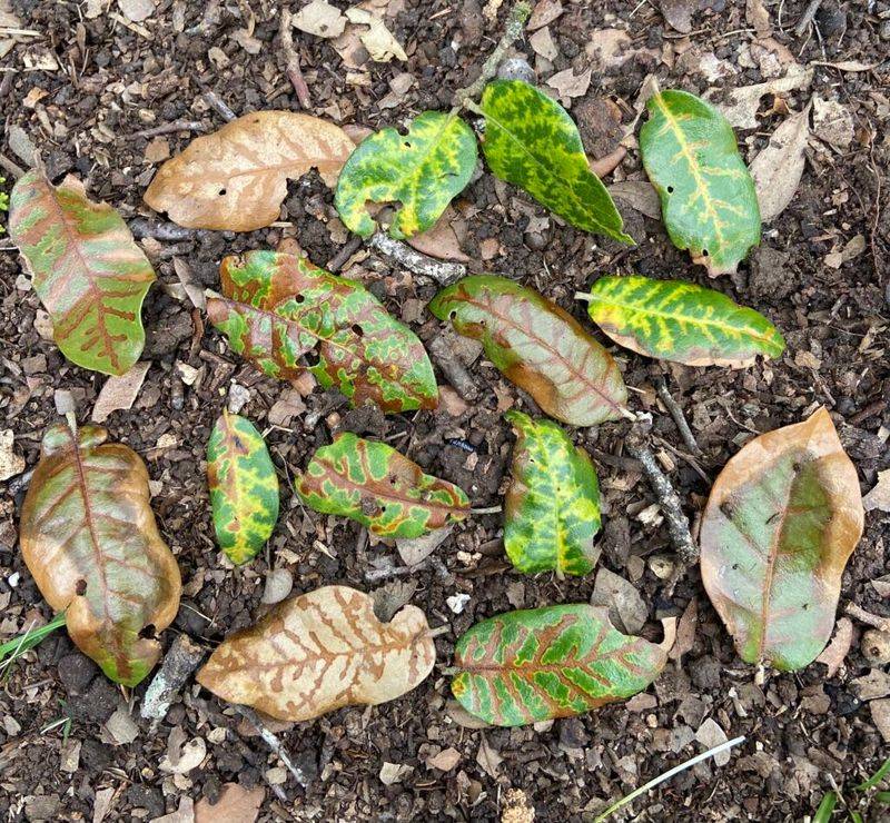 Oak Wilt Is A Major Documented Threat In Parts Of Texas