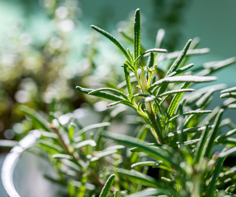 A Living Plant Is an Unproven Step