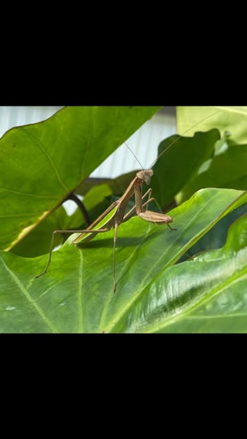 A Mantis Hunts More Than Lanternflies