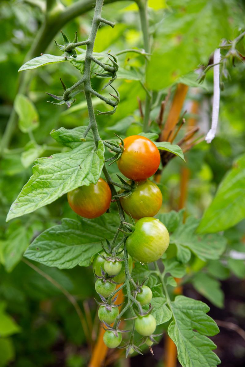 The Right Time Is Already Here For Setting Out Transplants