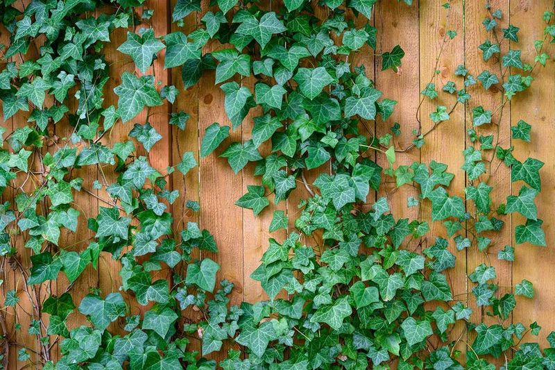 Identify English Ivy Before You Act