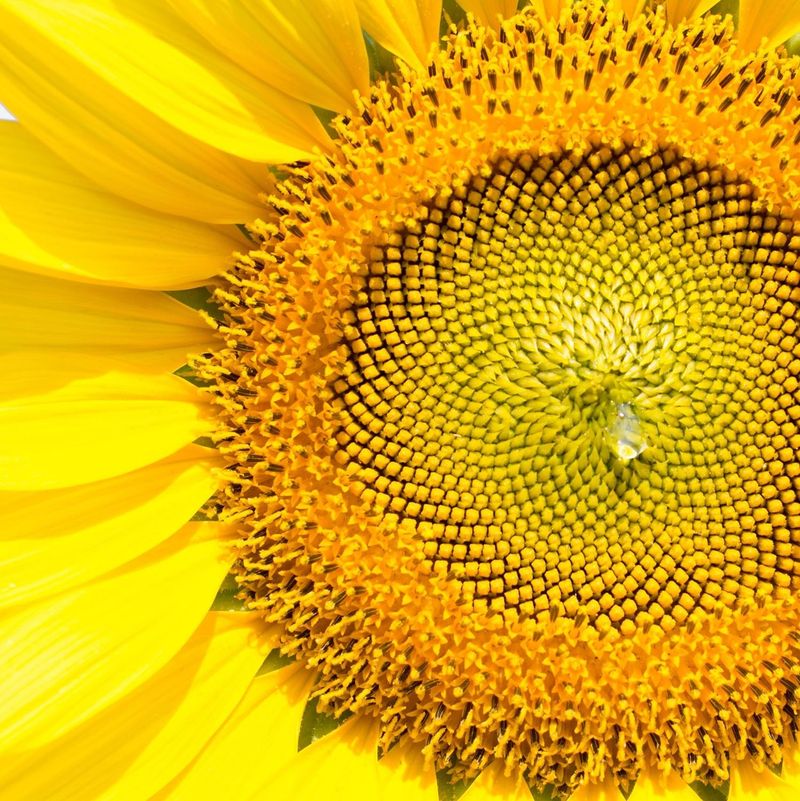 One Head Contains Hundreds or Thousands of Florets