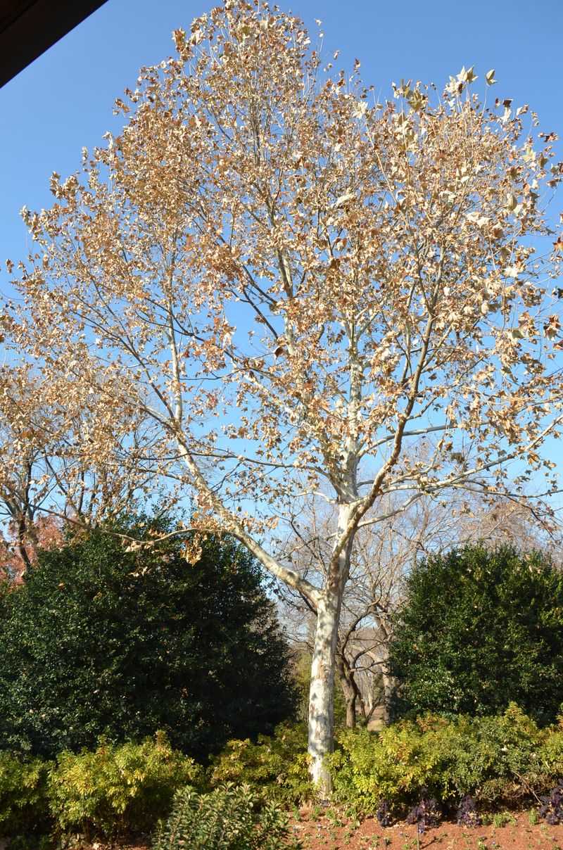 Meet Mexican Sycamore