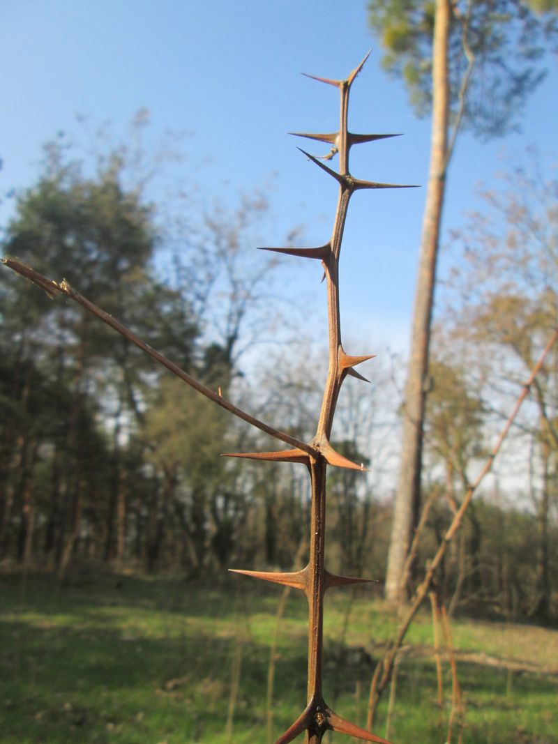Separate Thorn Injuries From Ingestion Risk
