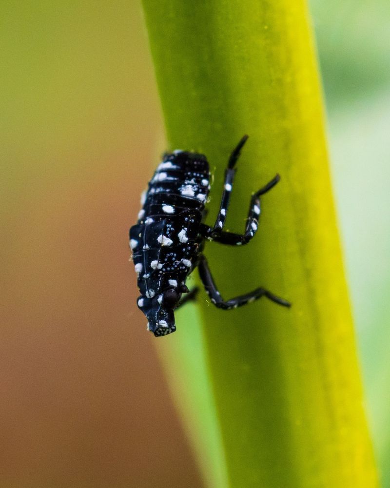 Small Nymphs Explain the Missing Adult