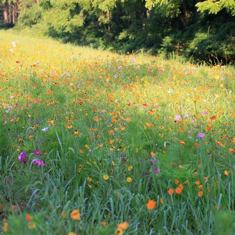 Choose a Sunny Patch and Prepare Clear Soil