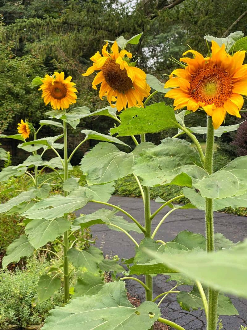 Leave a Healthy Mature Stem Alone