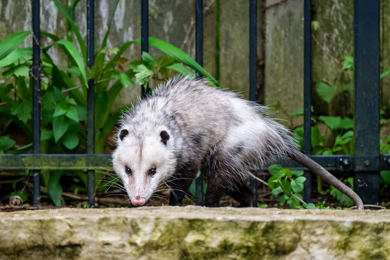 Remove Attractants Instead Of Recruiting Wildlife