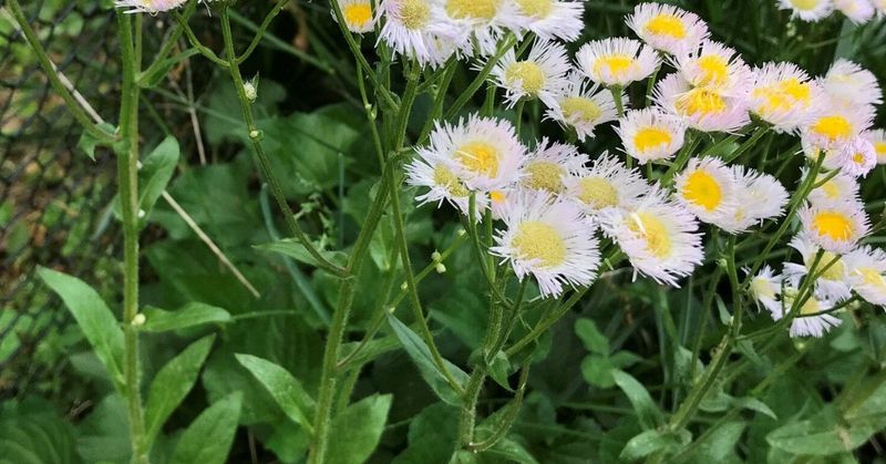 Save The Flower Without Ignoring The Habitat