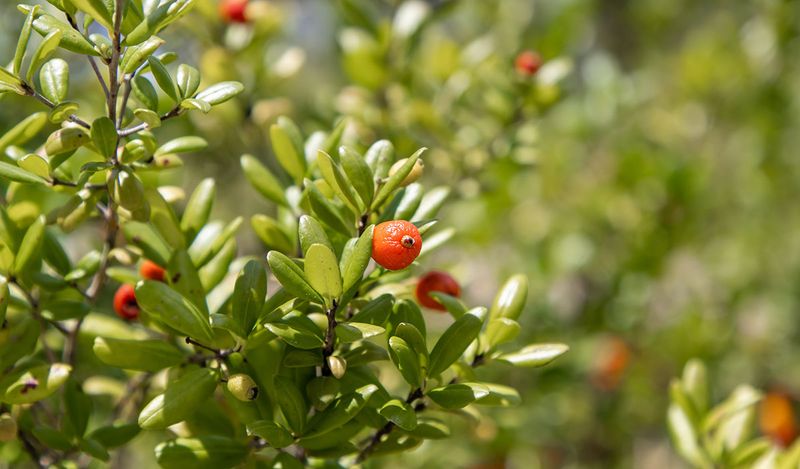 Your Landscape Can Do More Than Just Look Good