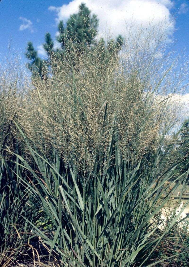 Switchgrass Gives Fireflies A Launching Pad