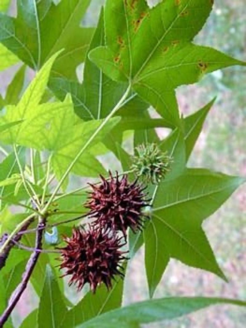 Sweetgum Supports Luna Moth Caterpillars
