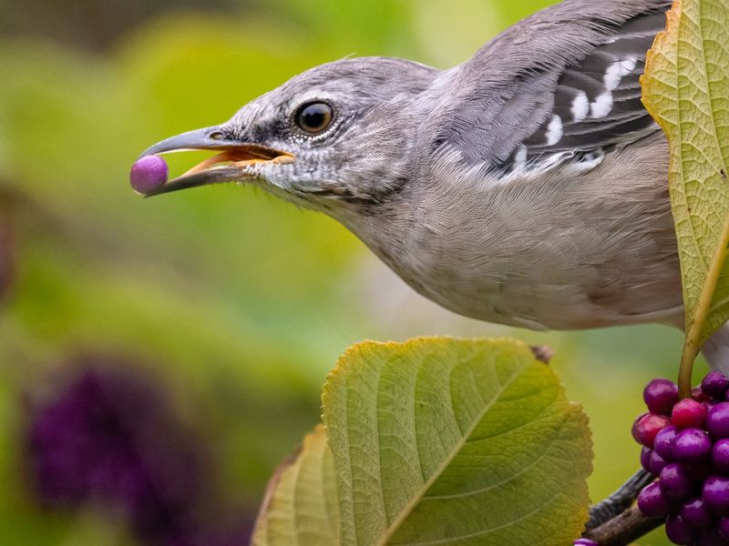 Ditch The Bagged Seed, Offer Real Sunshine State Sustenance