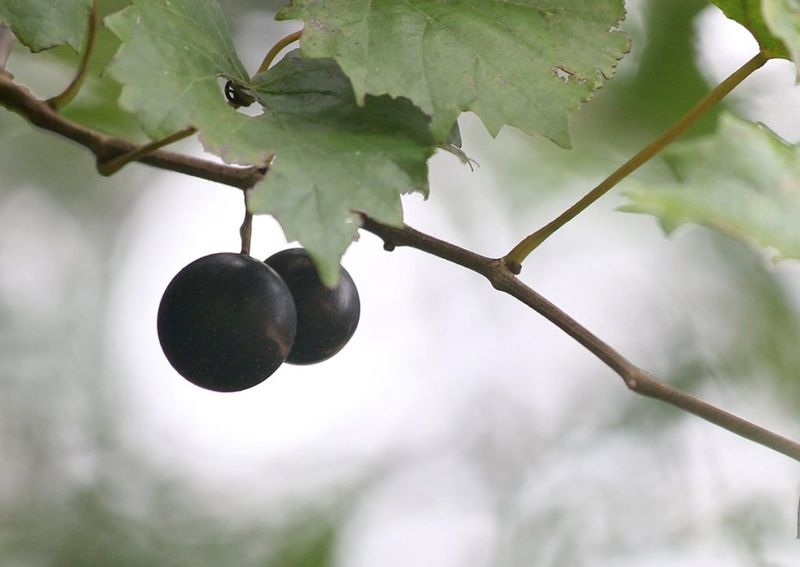 Plants Improve Forage, Not The Odds Of A Guaranteed Visit