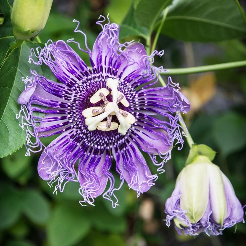 The Best Match Is Purple Passionflower