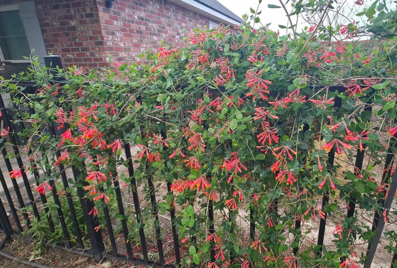 Native Vines Turn A Fence Into Habitat