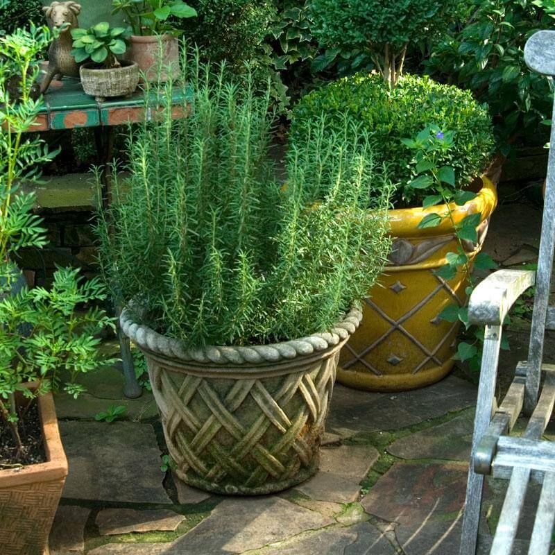 The Headline Gets the Plant—and the Promise—Wrong