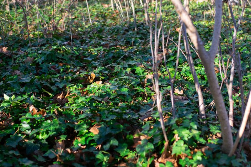 The Hidden Lairs Beneath Your Low Ground Cover