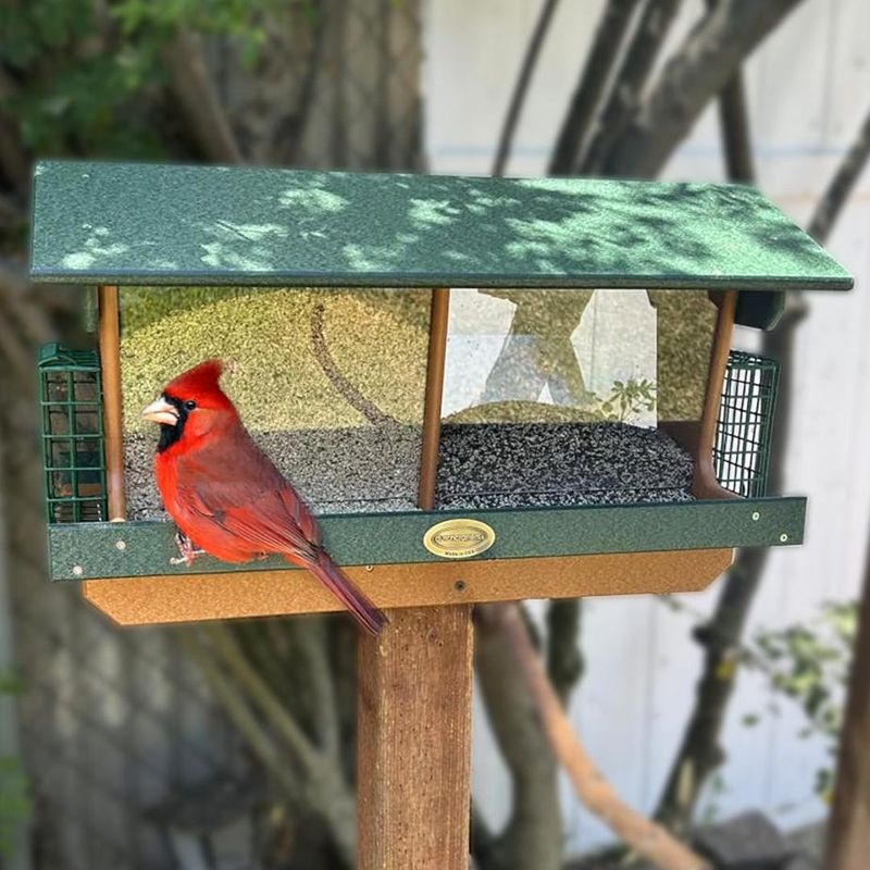 A Nearby, Open Feeder Gives Cardinals The Best Start