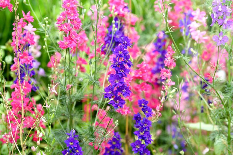 Larkspur Seeds Get A Head Start In Cool Soil