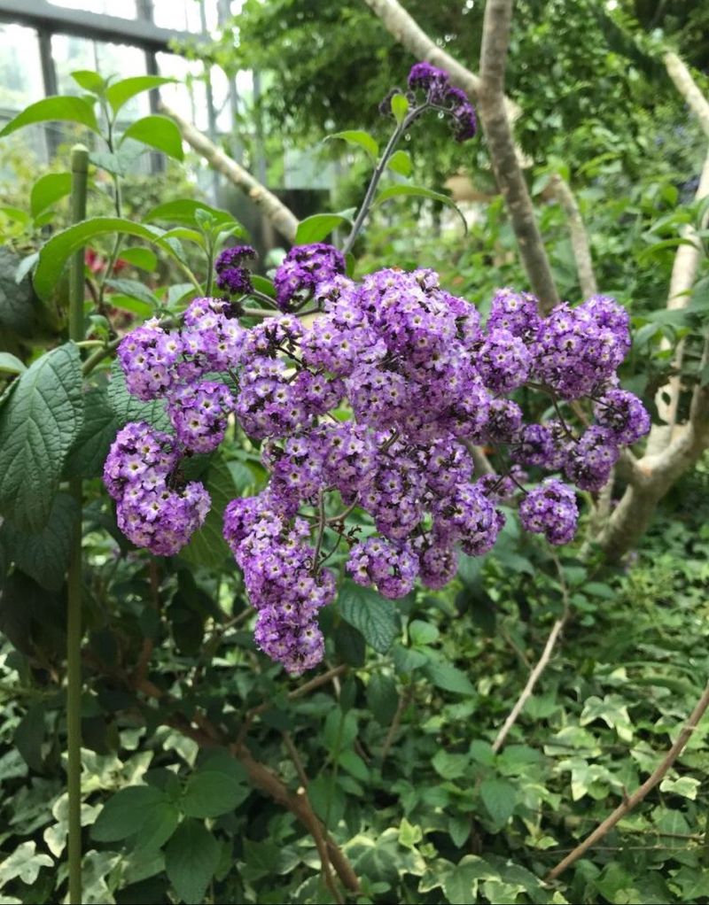 Heliotrope Resembles Lavender, But It Is Not Lavender