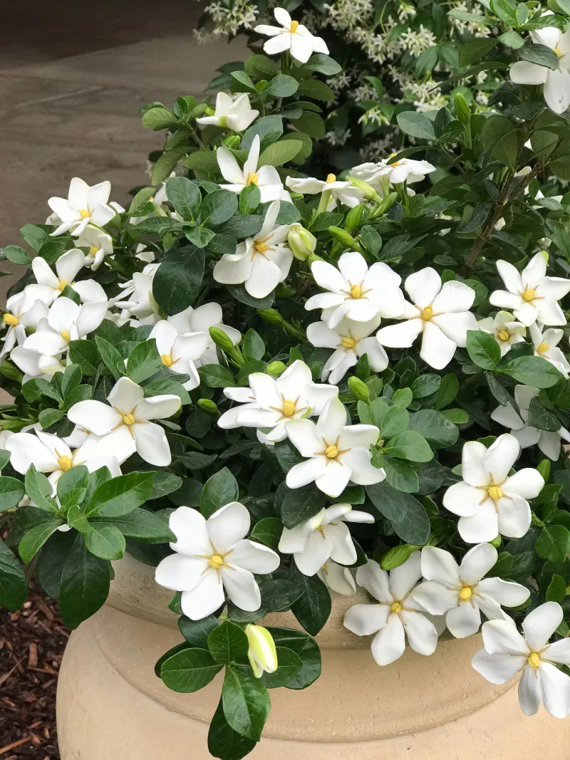 Meet Gardenia ‘Scentsation’
