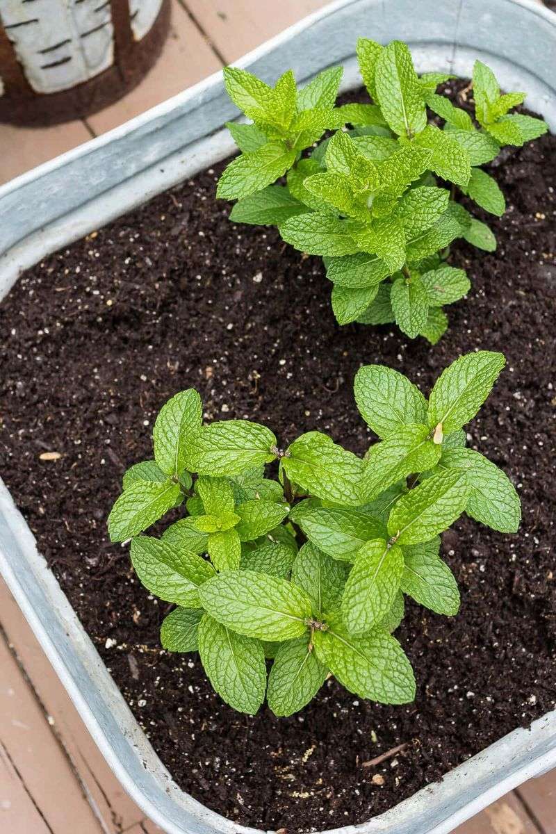 Try Spearmint, But Lower the Promise