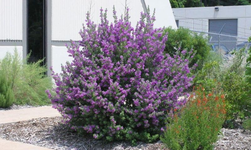Meet the Shrub Behind the Clue