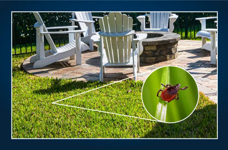 A Peaceful Yard Still Needs Protection