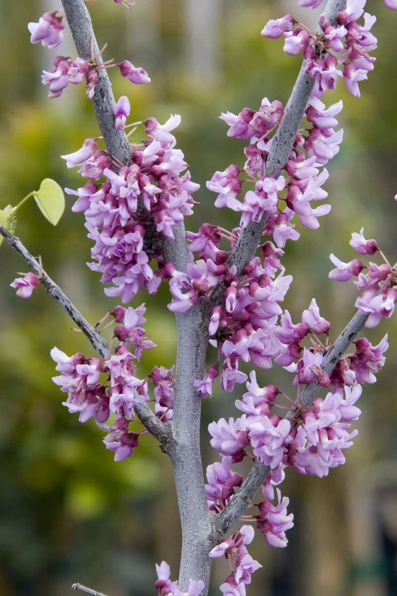 Spring's Sweet Surprise: Eastern Redbud