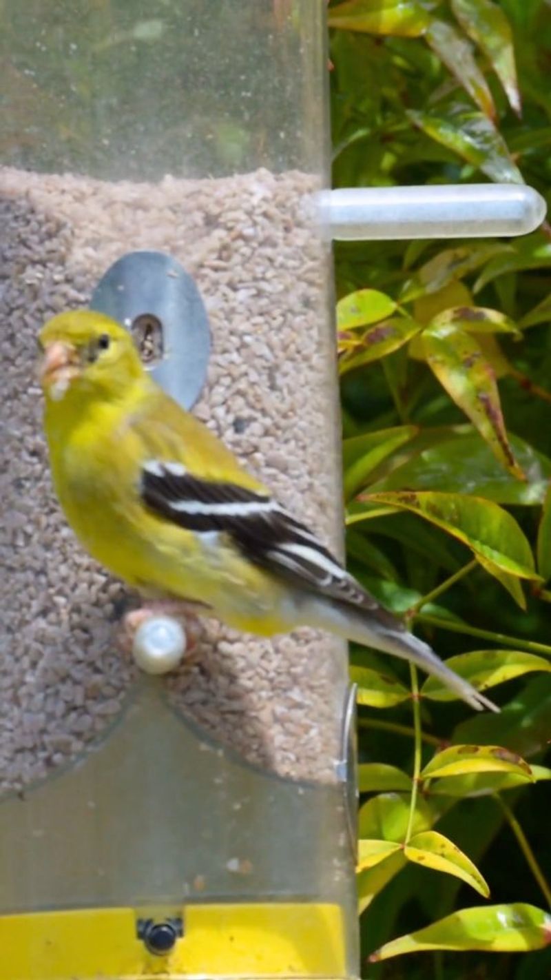 The Visitor Is Usually Following Food