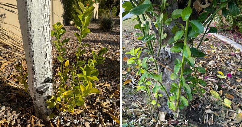 Rootstock Shoots Can Hijack The Canopy