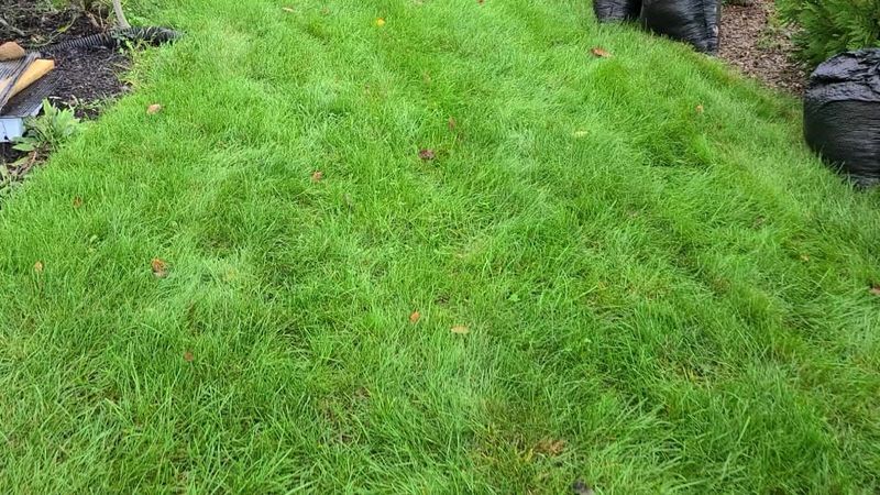 Dense Lawn Edges Create the Real Concern