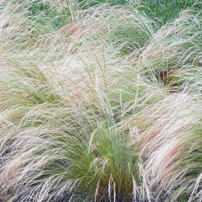 Fine Leaves Create The Airy Motion
