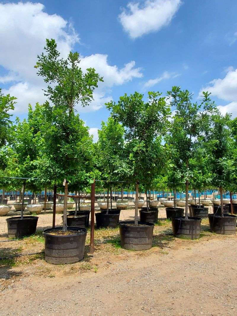 North Texas Expertise For Lasting Shade And Beauty