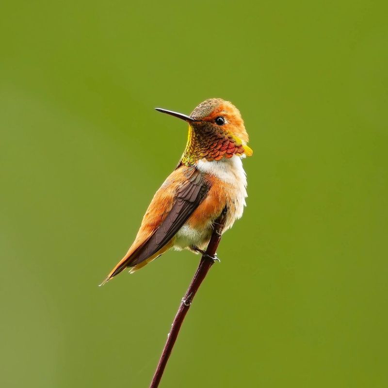 Identify the Bird Before Extending the Date