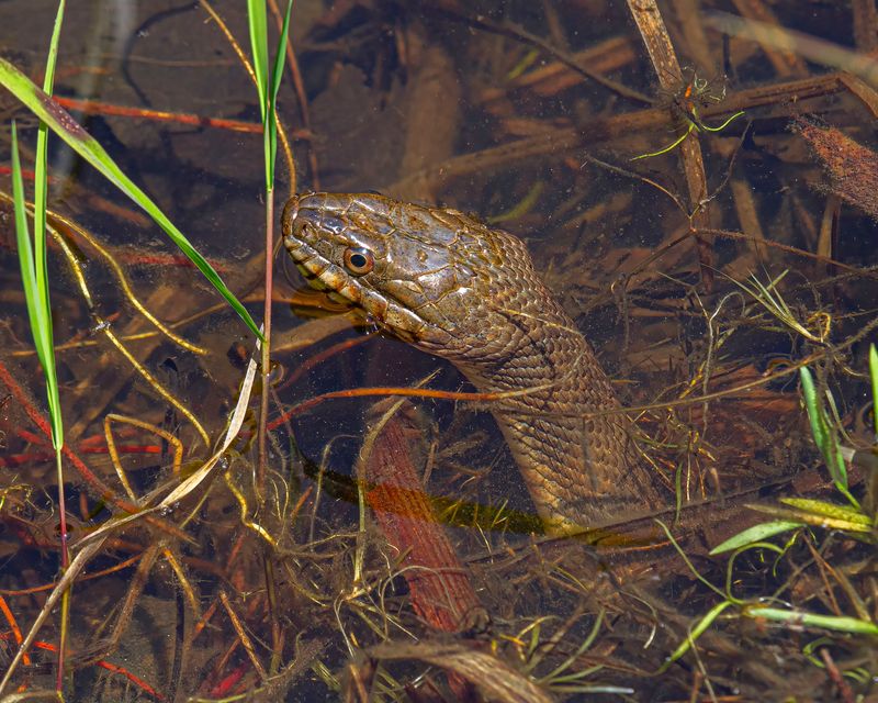 Water Makes Snake Activity Easier To Notice