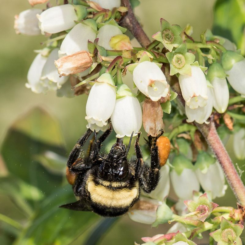 How Buzz Pollination Releases Pollen