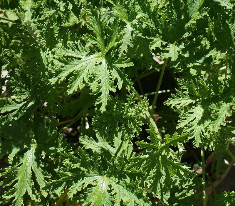 Why a Live Plant Does Not Create a Bug-Free Zone