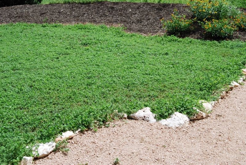 Frogfruit Covers Soil Instead Of Repelling Ants