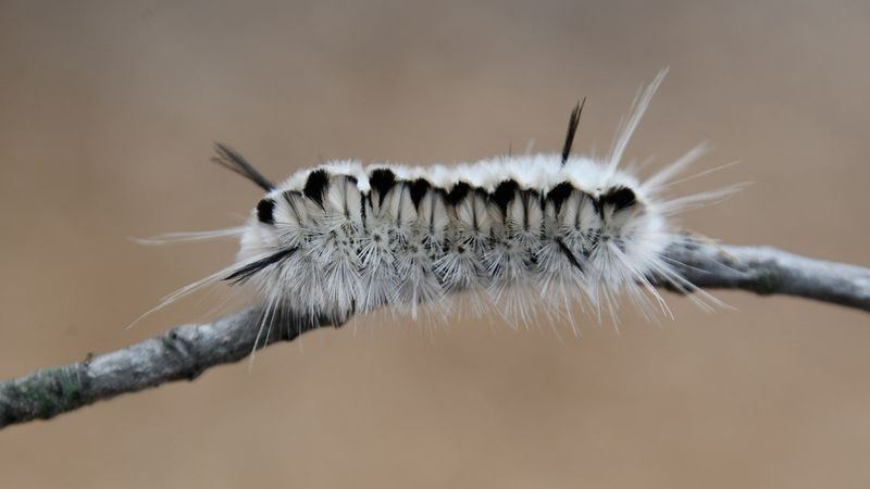 A Common Pennsylvania Caterpillar Can Irritate Skin