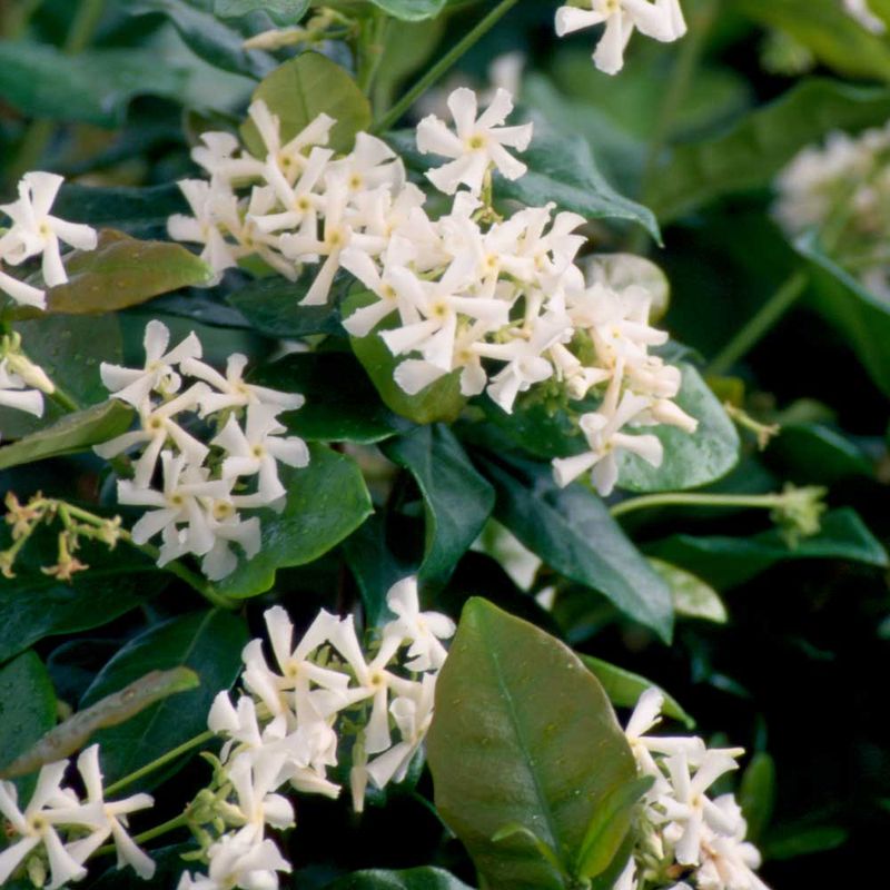 What Star Jasmine Actually Offers