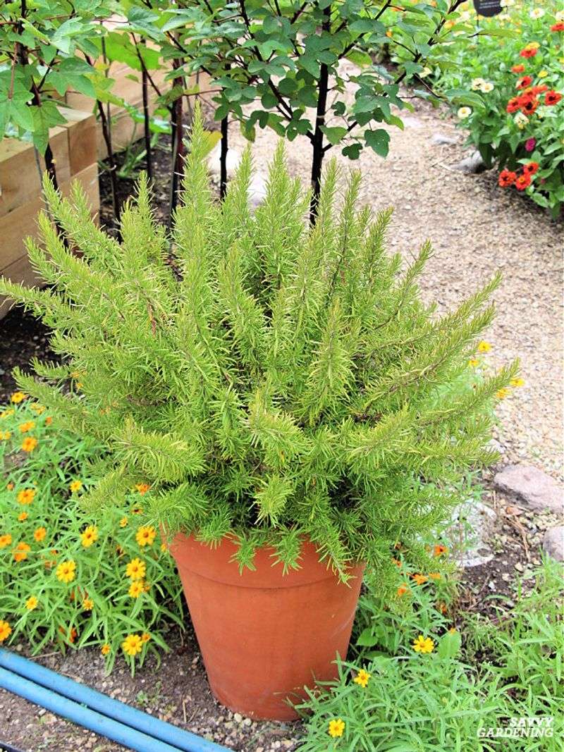 Rosemary Fits the Texas Patio—But Not the Headline’s Promise