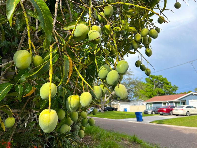 Your Fruit Trees Are Serving A Rodent Feast