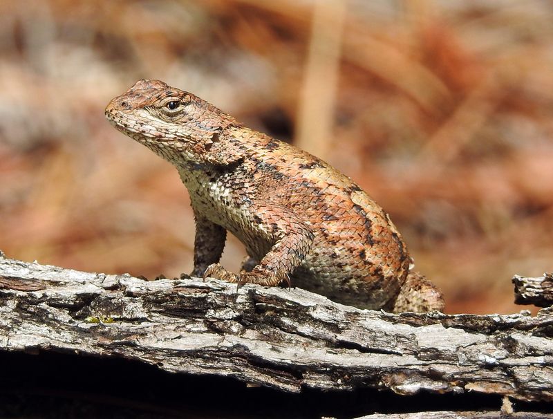 One Sighting Can Reveal Habitat, Not a Population Return